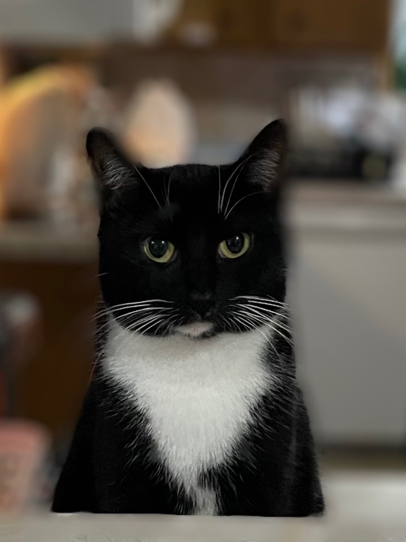 Enlarge Olympia, an adopted Domestic Short Hair in Bellevue, WA image 1/6