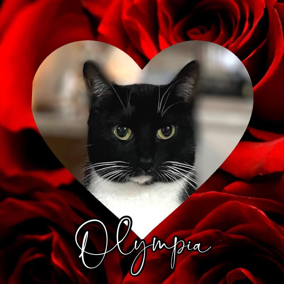 Enlarge Olympia, an adopted Domestic Short Hair in Bellevue, WA image 4/6