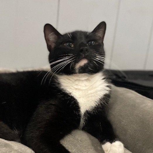 Enlarge Olympia, an adopted Domestic Short Hair in Bellevue, WA image 6/6