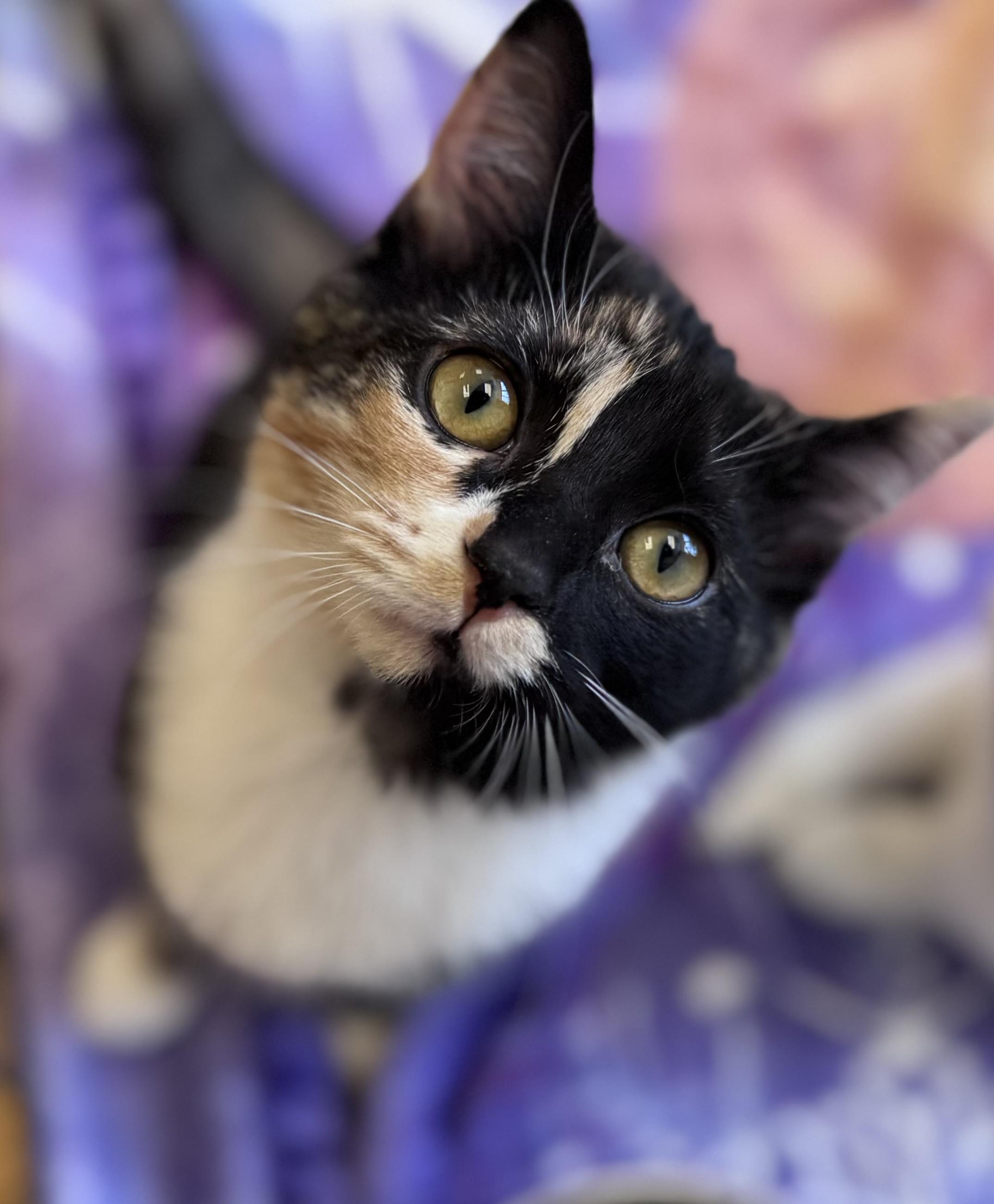 Mabel and Eddie, a Adoptable American Shorthair in Rixeyville, VA image 1/5