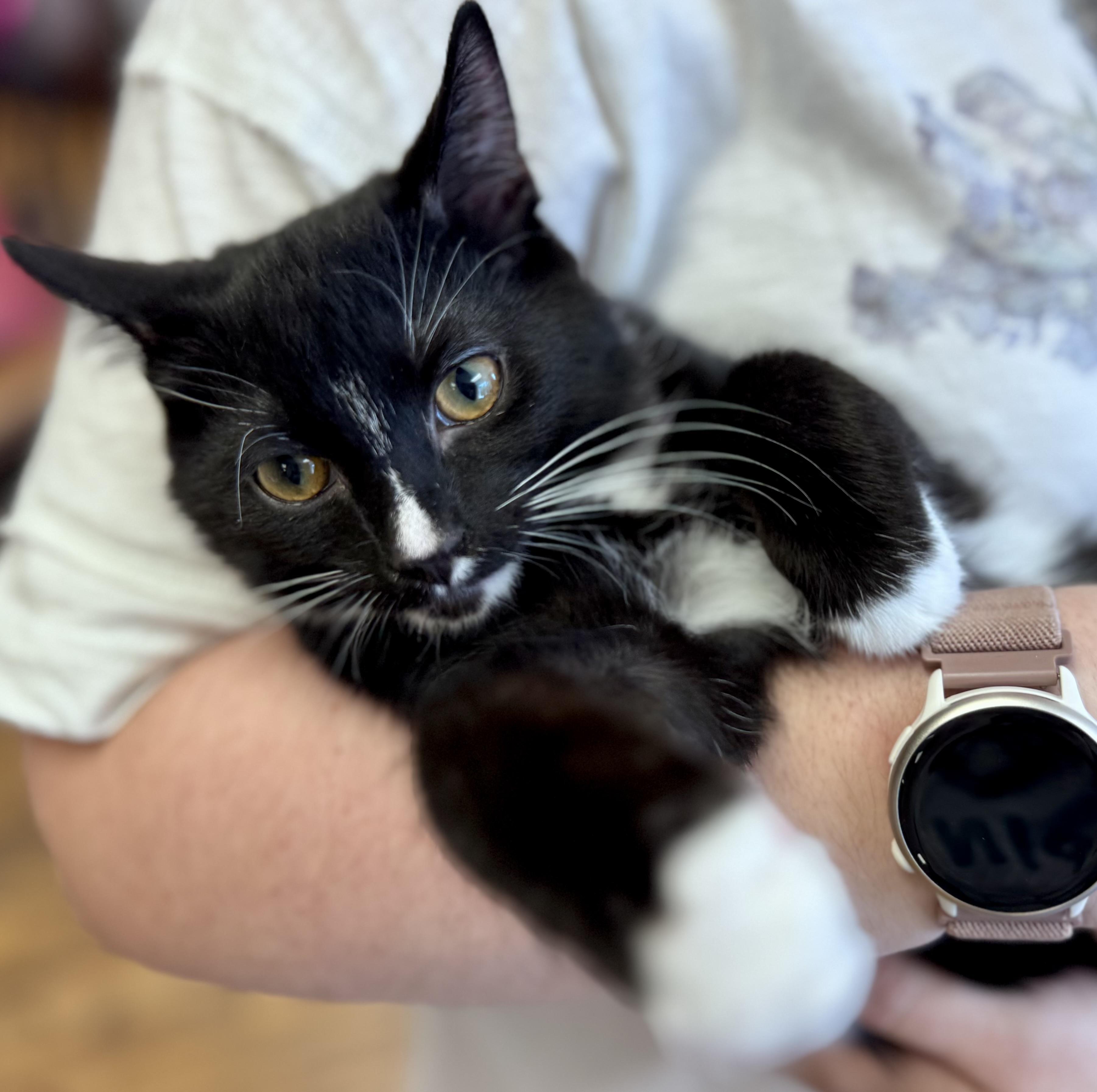 Mabel and Eddie, a Adoptable American Shorthair in Rixeyville, VA image 2/5