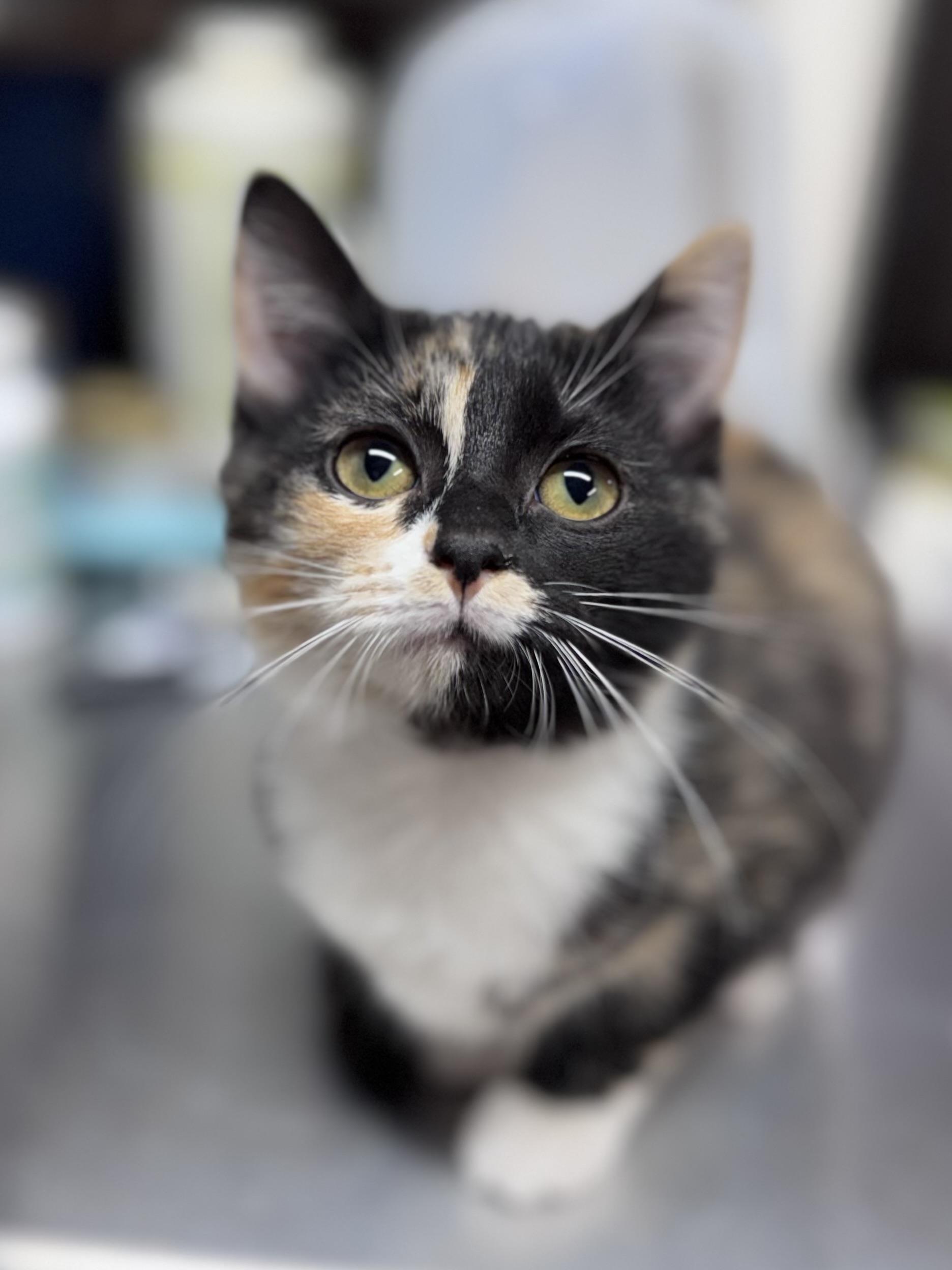 Mabel and Eddie, a Adoptable American Shorthair in Rixeyville, VA image 3/5