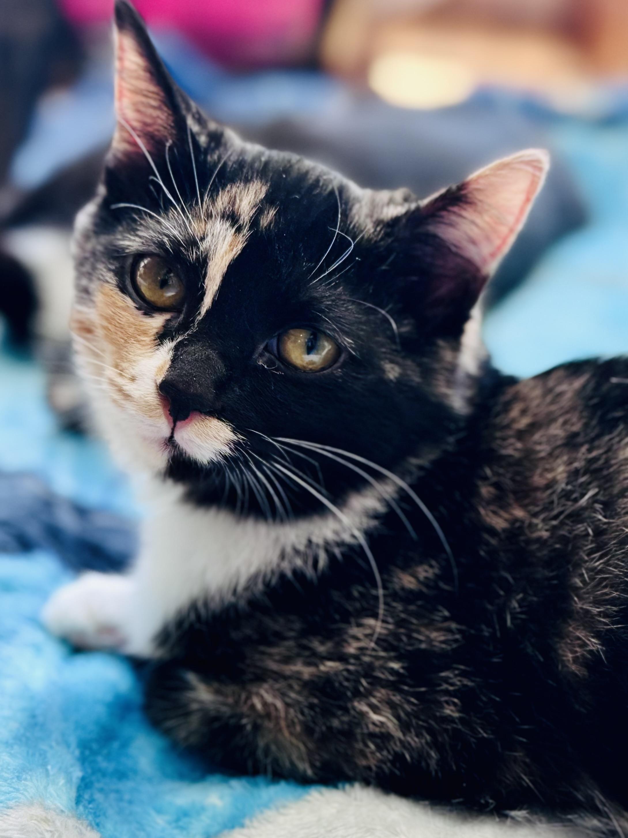 Mabel and Eddie, a Adoptable American Shorthair in Rixeyville, VA image 5/5