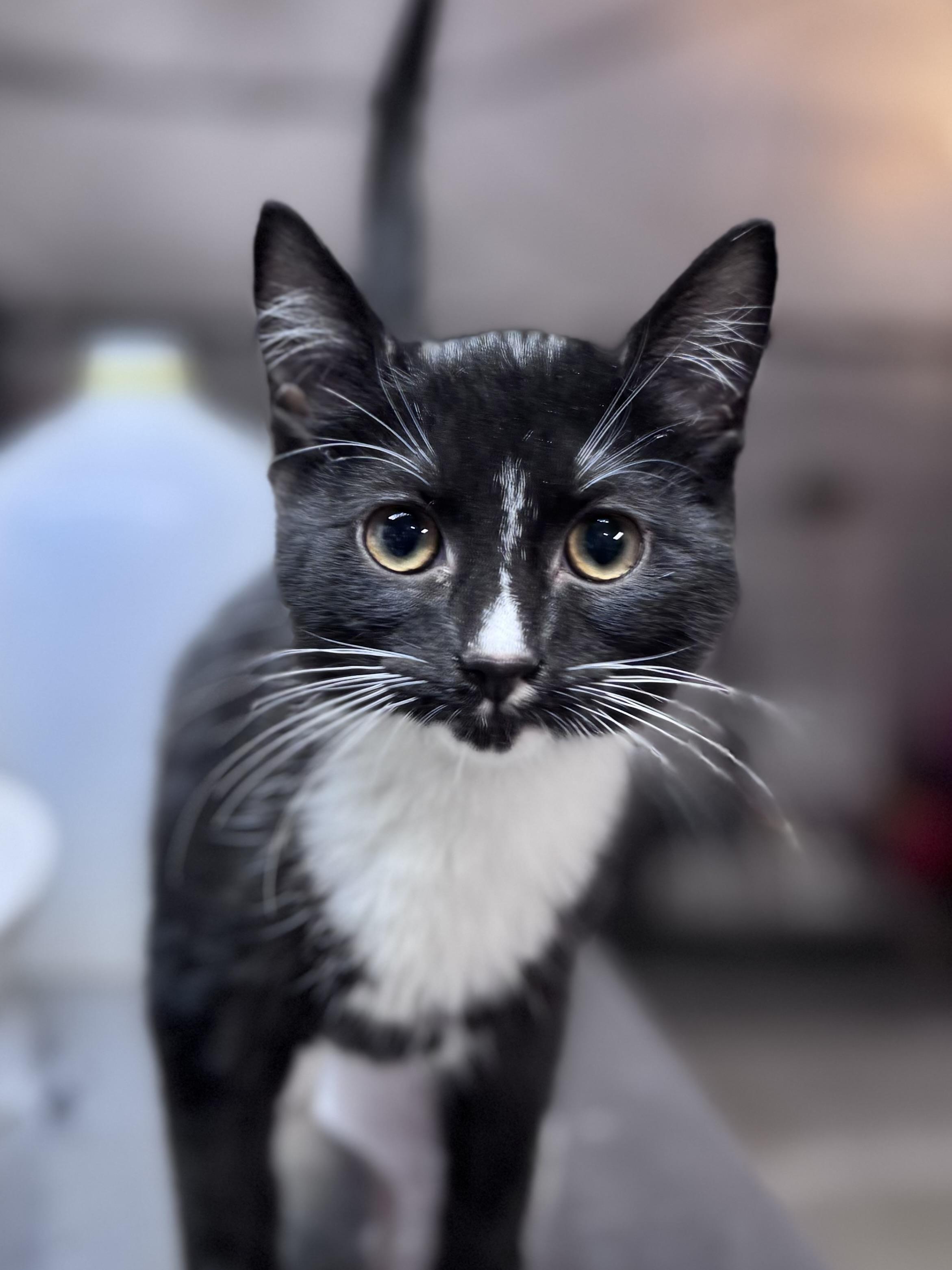 Mabel and Eddie, a Adoptable American Shorthair in Rixeyville, VA image 4/5