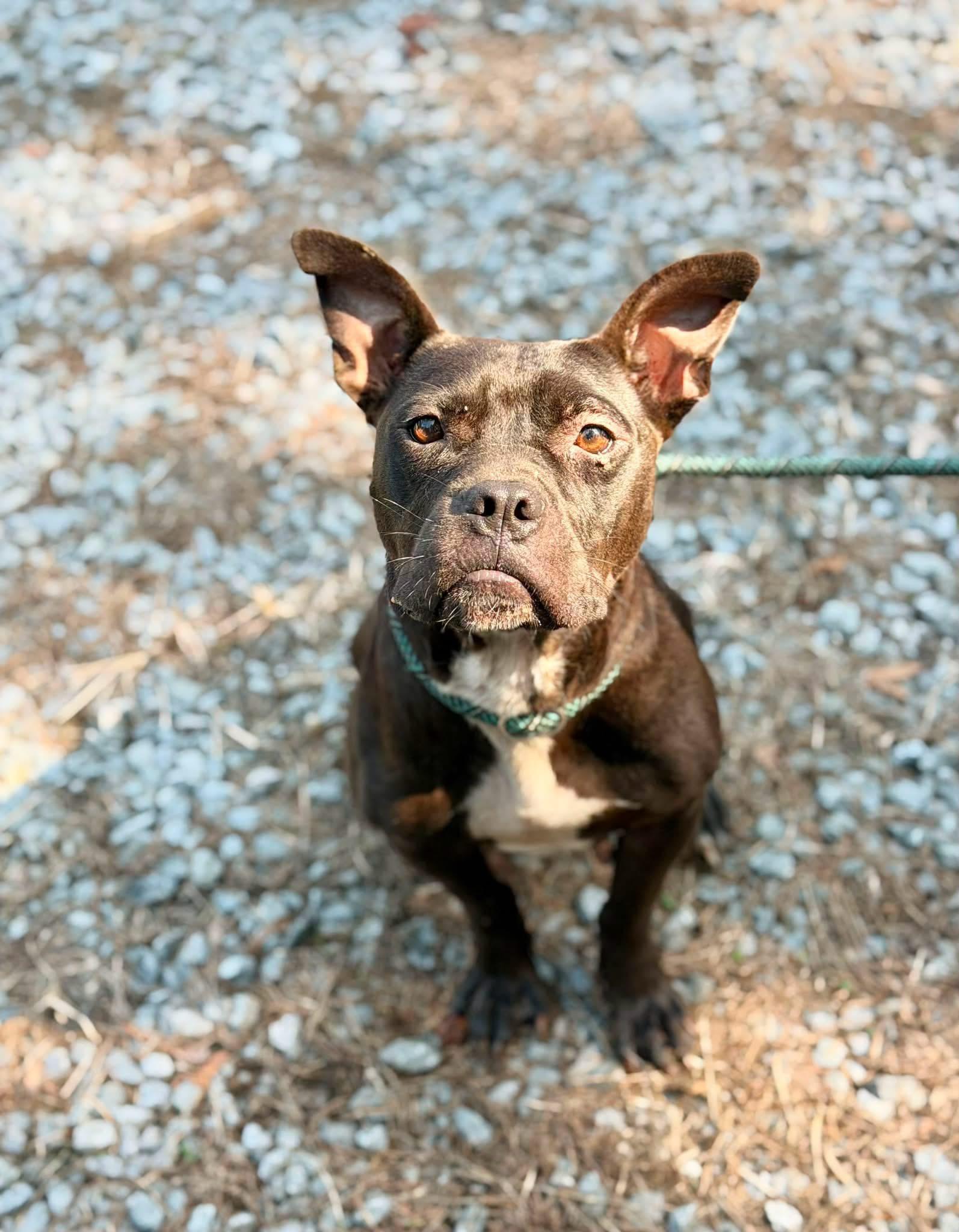 Enlarge Georganna, a ADOPTABLE mixed breed in Elizabethtown, NC image 2/2