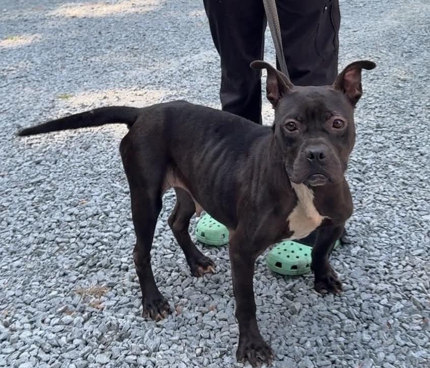 Georganna, ADOPTABLE, Adult Female American Bulldog.