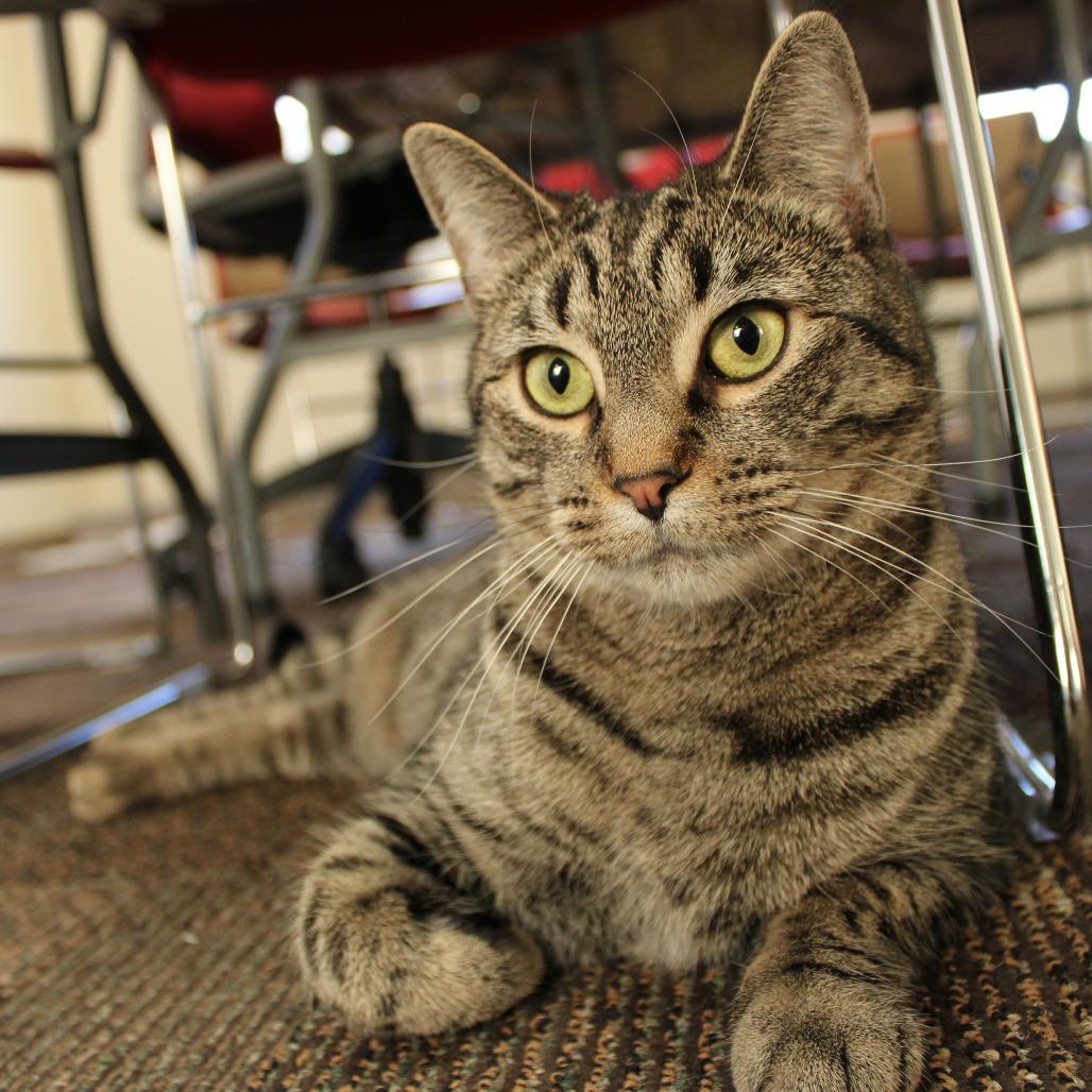 Willow, Adoptable, Adult Female Domestic Short Hair.