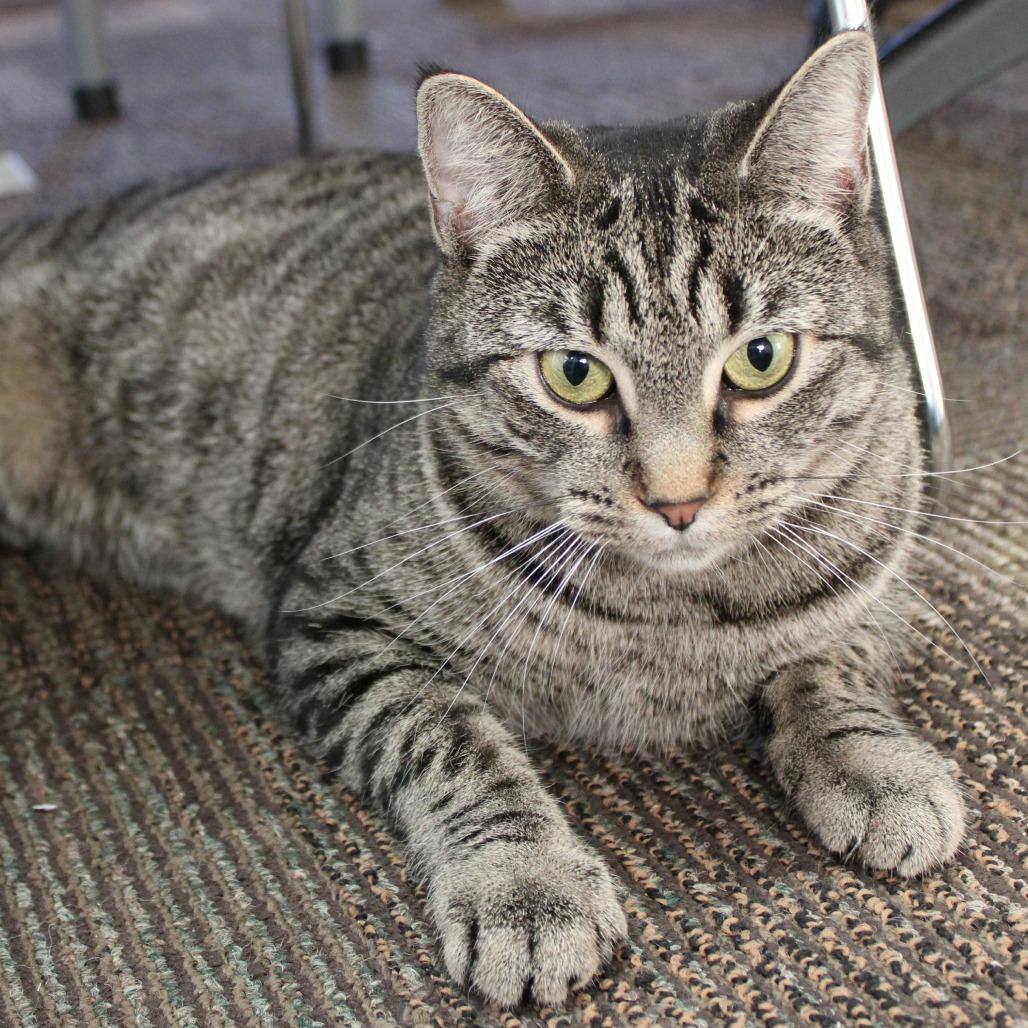 Willow, a Adoptable mixed breed in Middlebury, VT image 2/5