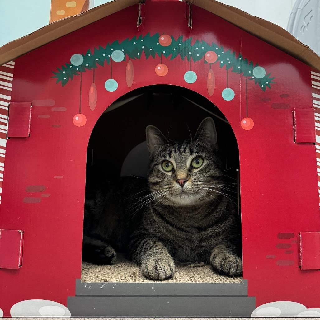 Willow, a Adoptable mixed breed in Middlebury, VT image 3/5