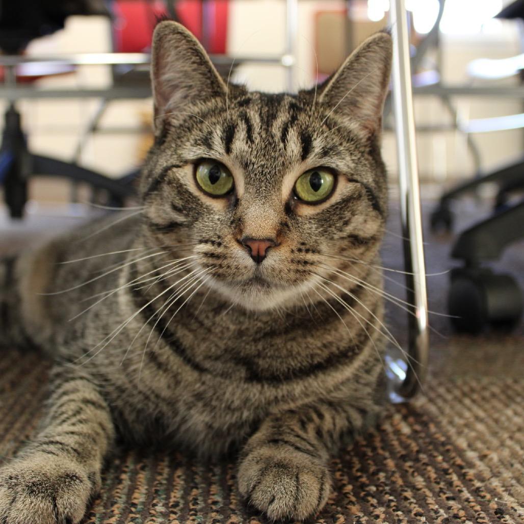 Willow, a Adoptable mixed breed in Middlebury, VT image 4/5