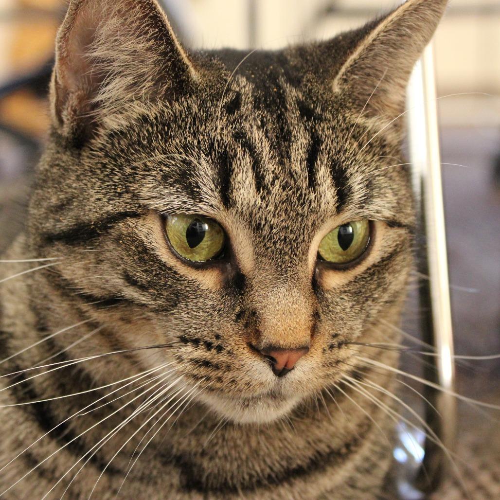 Willow, a Adoptable mixed breed in Middlebury, VT image 5/5