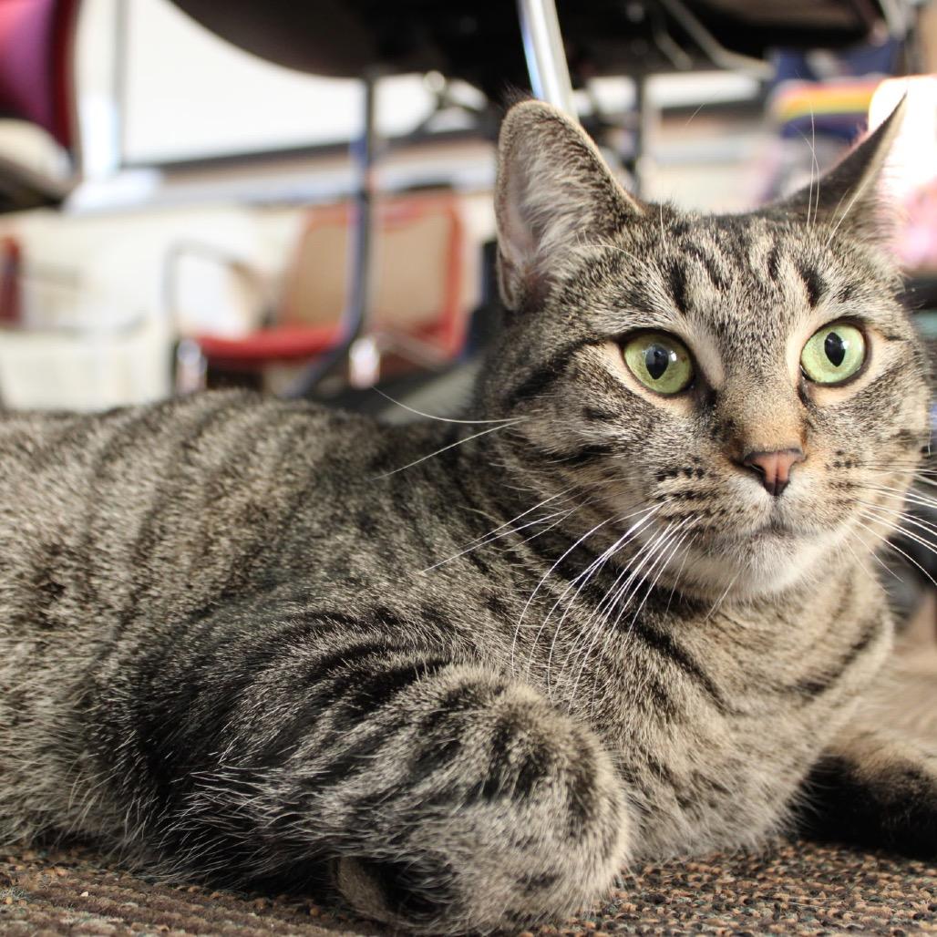 Willow, Adoptable, Adult Female Domestic Short Hair.