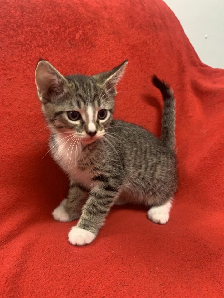 Po, Adoptable, Young Male Domestic Short Hair.