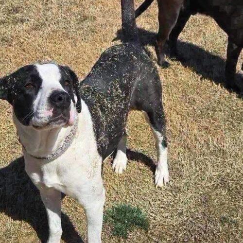 Enlarge Collette, a Adoptable Pit Bull Terrier in Broken Arrow, OK image 3/5