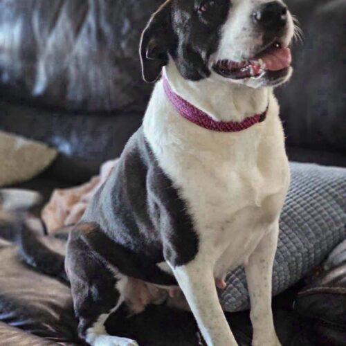 Enlarge Collette, a Adoptable Pit Bull Terrier in Broken Arrow, OK image 4/5