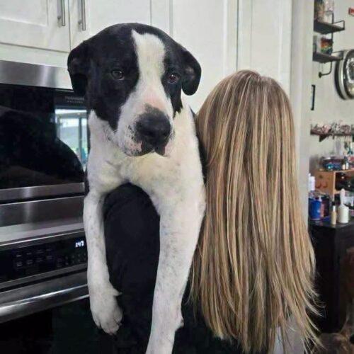 Enlarge Collette, a Adoptable Pit Bull Terrier in Broken Arrow, OK image 5/5