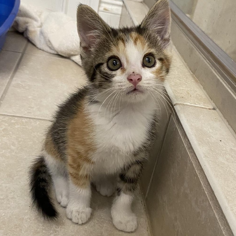 Daffodil...planting smiles wherever her paws wander, adoptable, Kitten Female Domestic Short Hair.