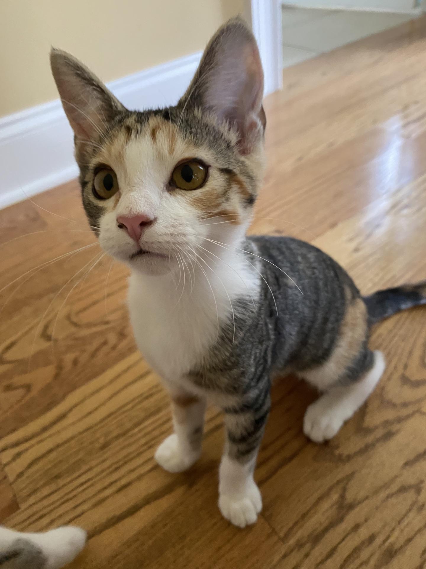 Enlarge Daffodil...meet me at the Catfeine Cafe, an adoptable Domestic Short Hair in Murfreesboro, TN image 3/3