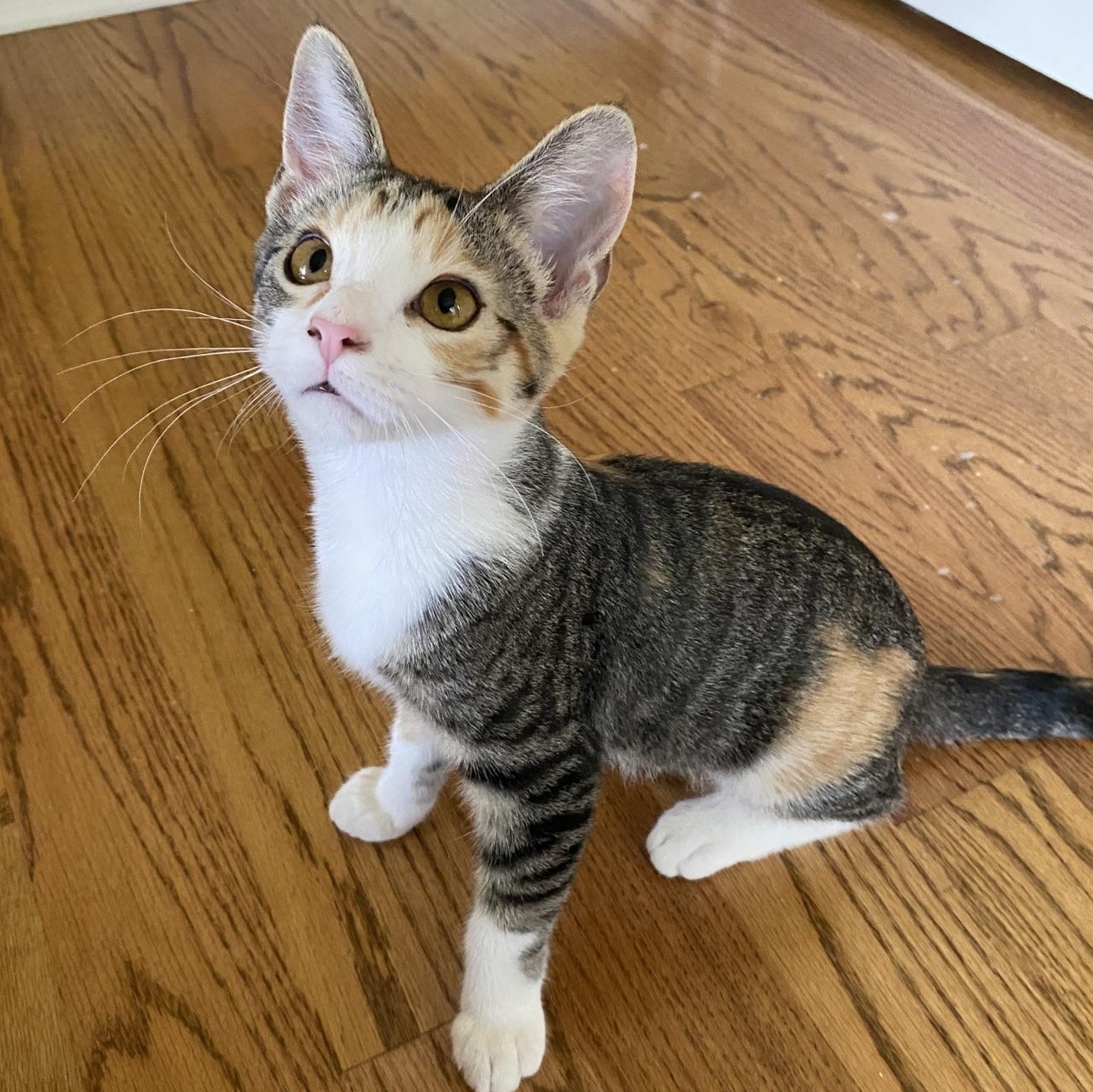 Enlarge Daffodil...meet me at the Catfeine Cafe, an adoptable Domestic Short Hair in Murfreesboro, TN image 2/3