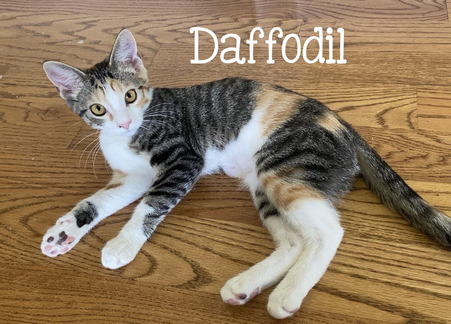 Daffodil...meet me at the Catfeine Cafe, adoptable, Kitten Female Domestic Short Hair.