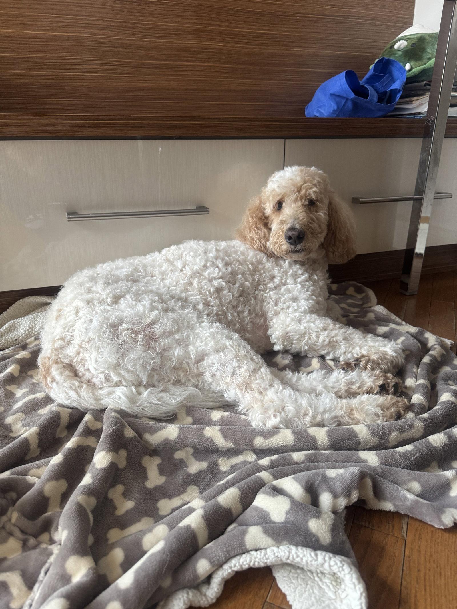 Delilha, a Adopted mixed breed in Etobicoke, ON image 1/3
