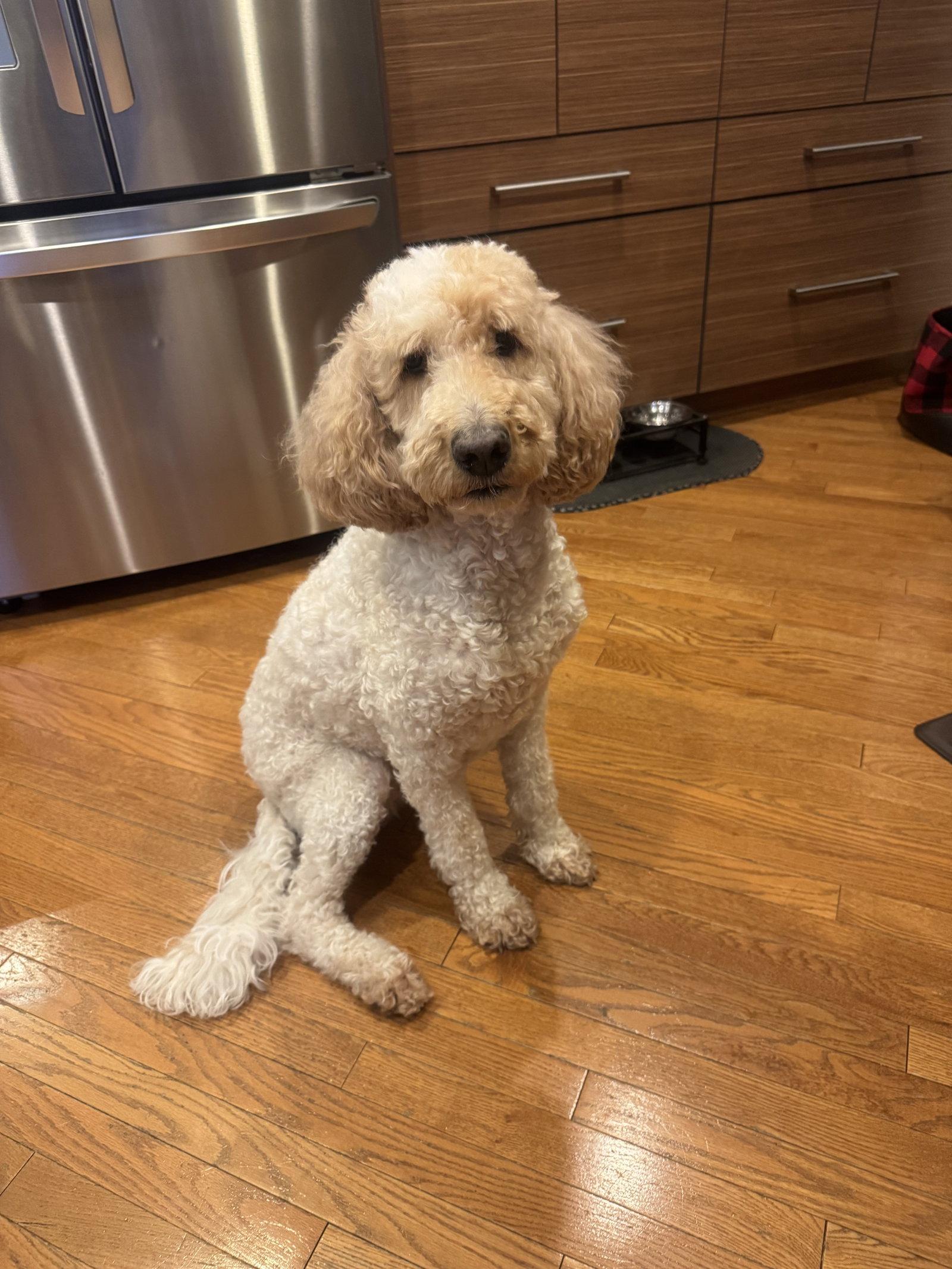 Delilha, a Adopted mixed breed in Etobicoke, ON image 2/3