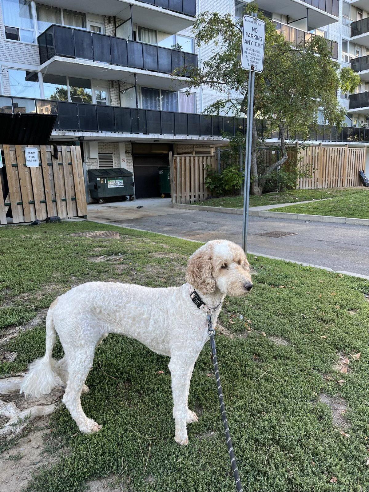 Delilha, a Adopted mixed breed in Etobicoke, ON image 3/3