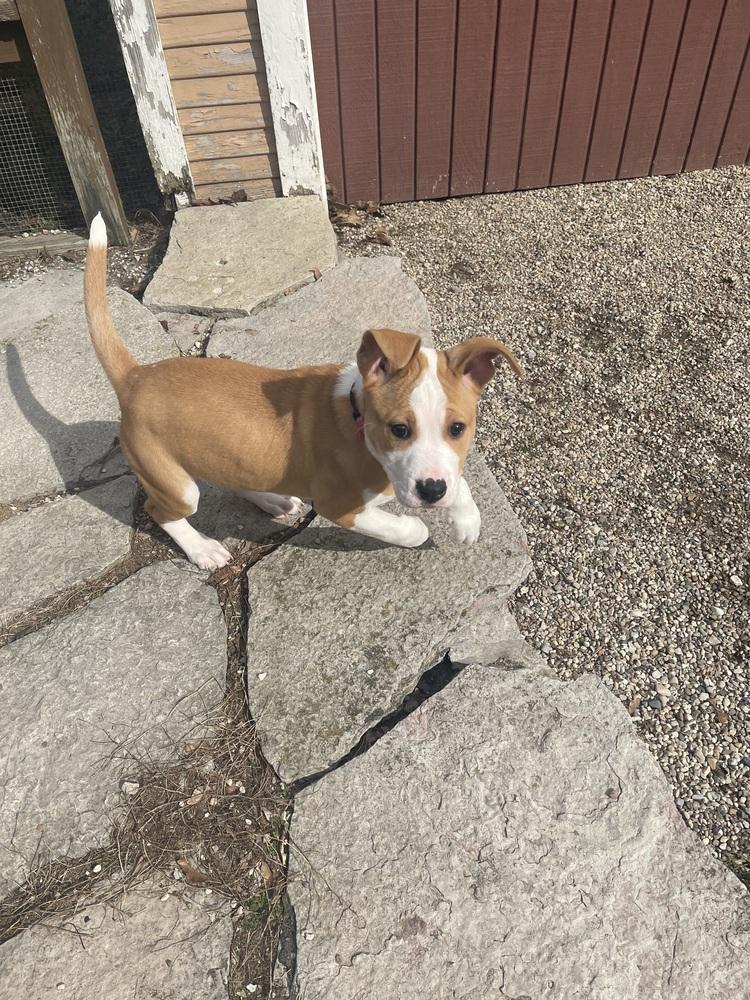 Enlarge Mocha (26-052 D), a Adoptable mixed breed in Lansing, MI image 1/6