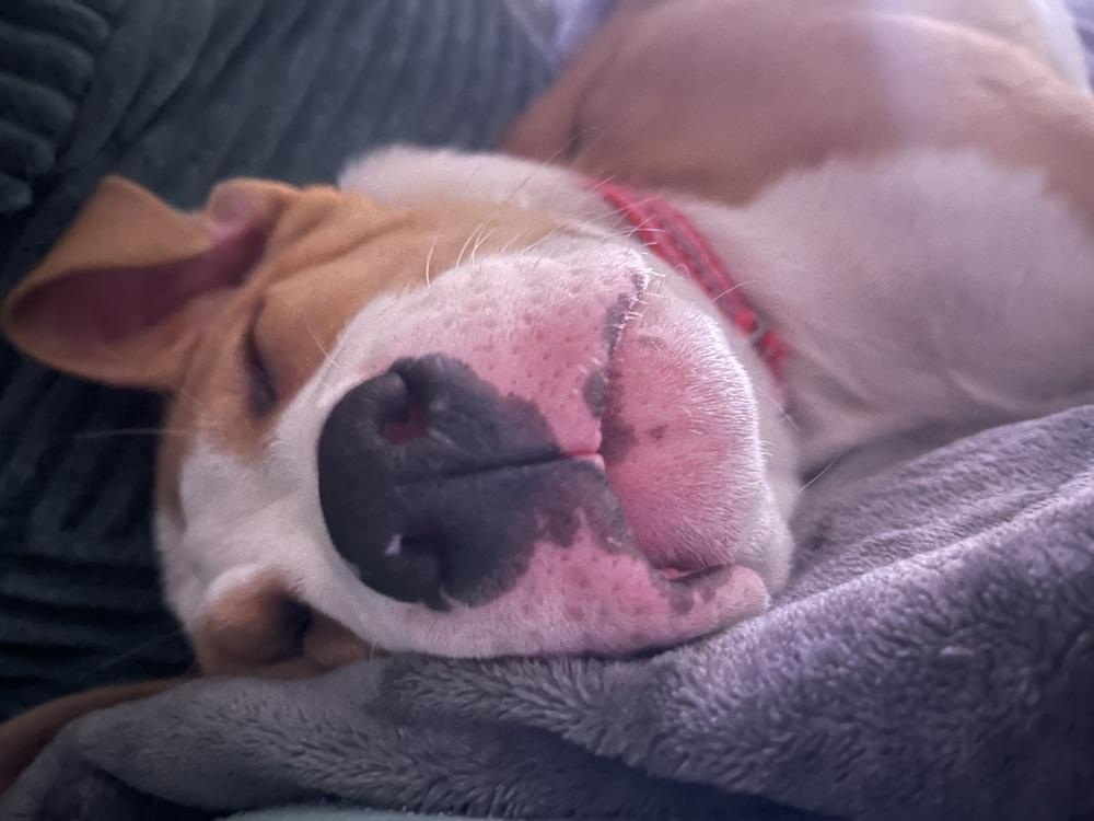 Enlarge Mocha (26-052 D), a Adoptable mixed breed in Lansing, MI image 2/6