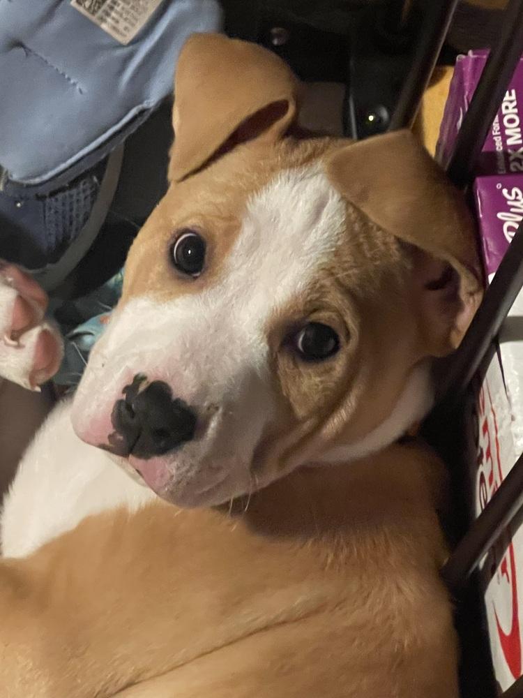 Enlarge Mocha (26-052 D), a Adoptable mixed breed in Lansing, MI image 3/6