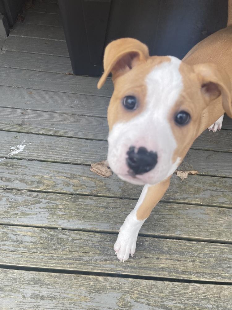 Enlarge Mocha (26-052 D), a Adoptable mixed breed in Lansing, MI image 4/6