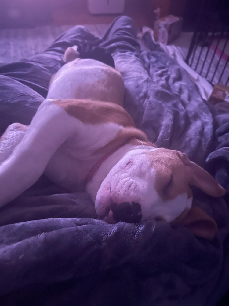 Enlarge Mocha (26-052 D), a Adoptable mixed breed in Lansing, MI image 5/6