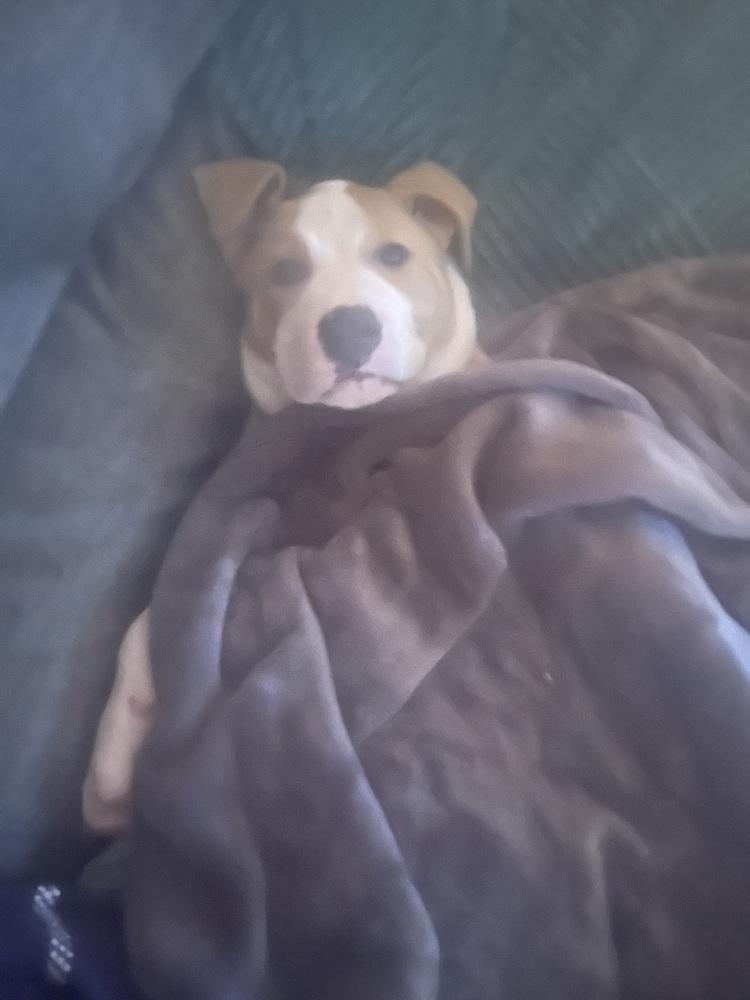 Enlarge Mocha (26-052 D), a Adoptable mixed breed in Lansing, MI image 6/6