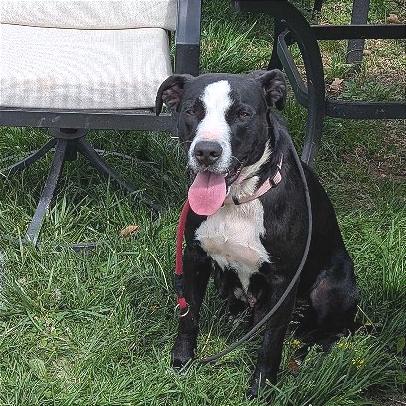 Enlarge Bessie, a Adoptable mixed breed in Fayetteville, AR image 1/6