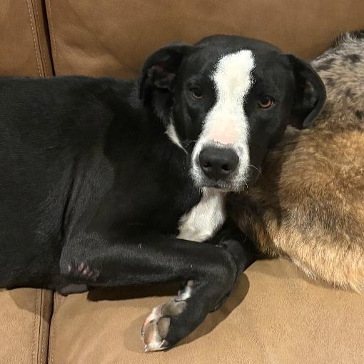 Enlarge Bessie, a Adoptable mixed breed in Fayetteville, AR image 2/6