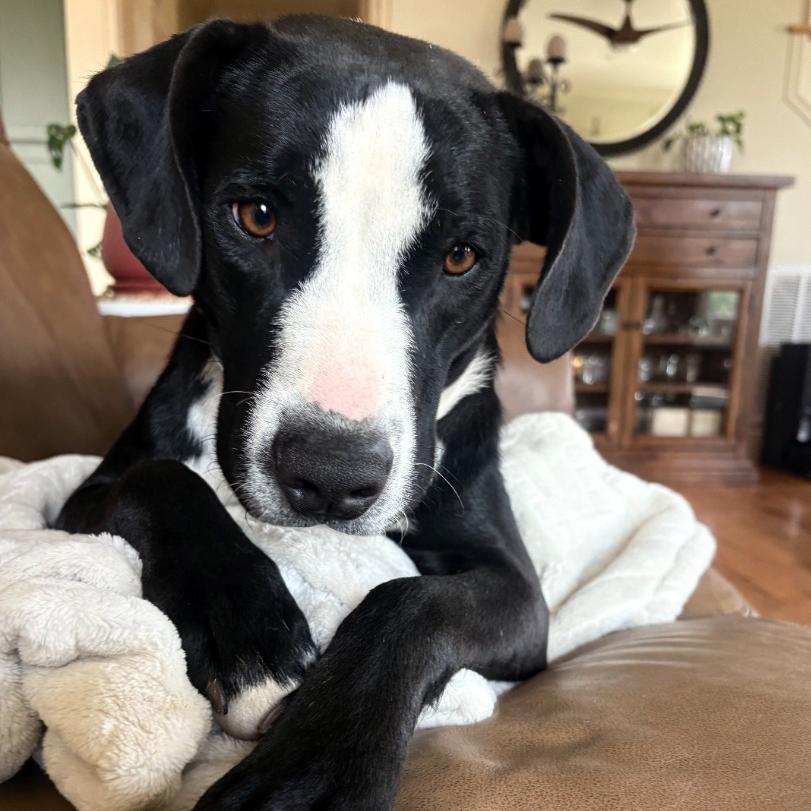 Enlarge Bessie, a Adoptable mixed breed in Fayetteville, AR image 3/6