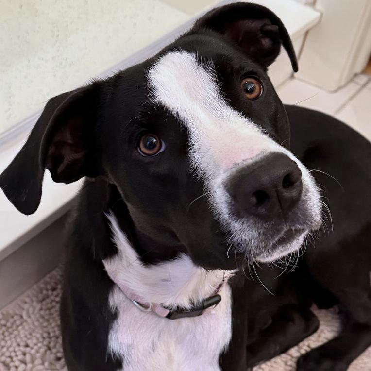 Enlarge Bessie, a Adoptable mixed breed in Fayetteville, AR image 4/6