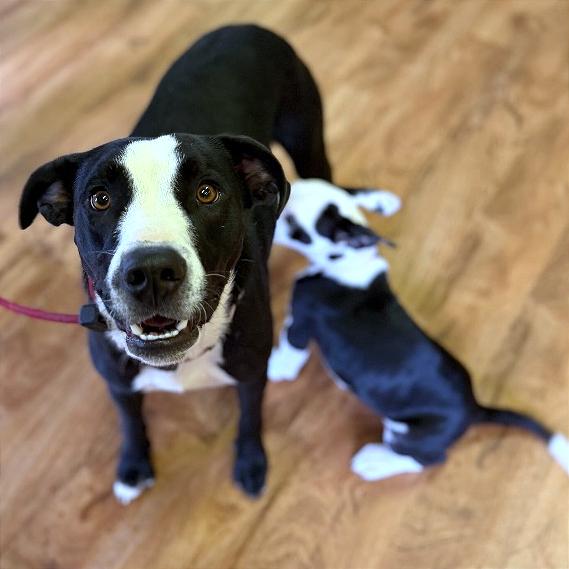Enlarge Bessie, a Adoptable mixed breed in Fayetteville, AR image 5/6