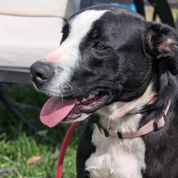 Enlarge Bessie, a Adoptable mixed breed in Fayetteville, AR image 6/6