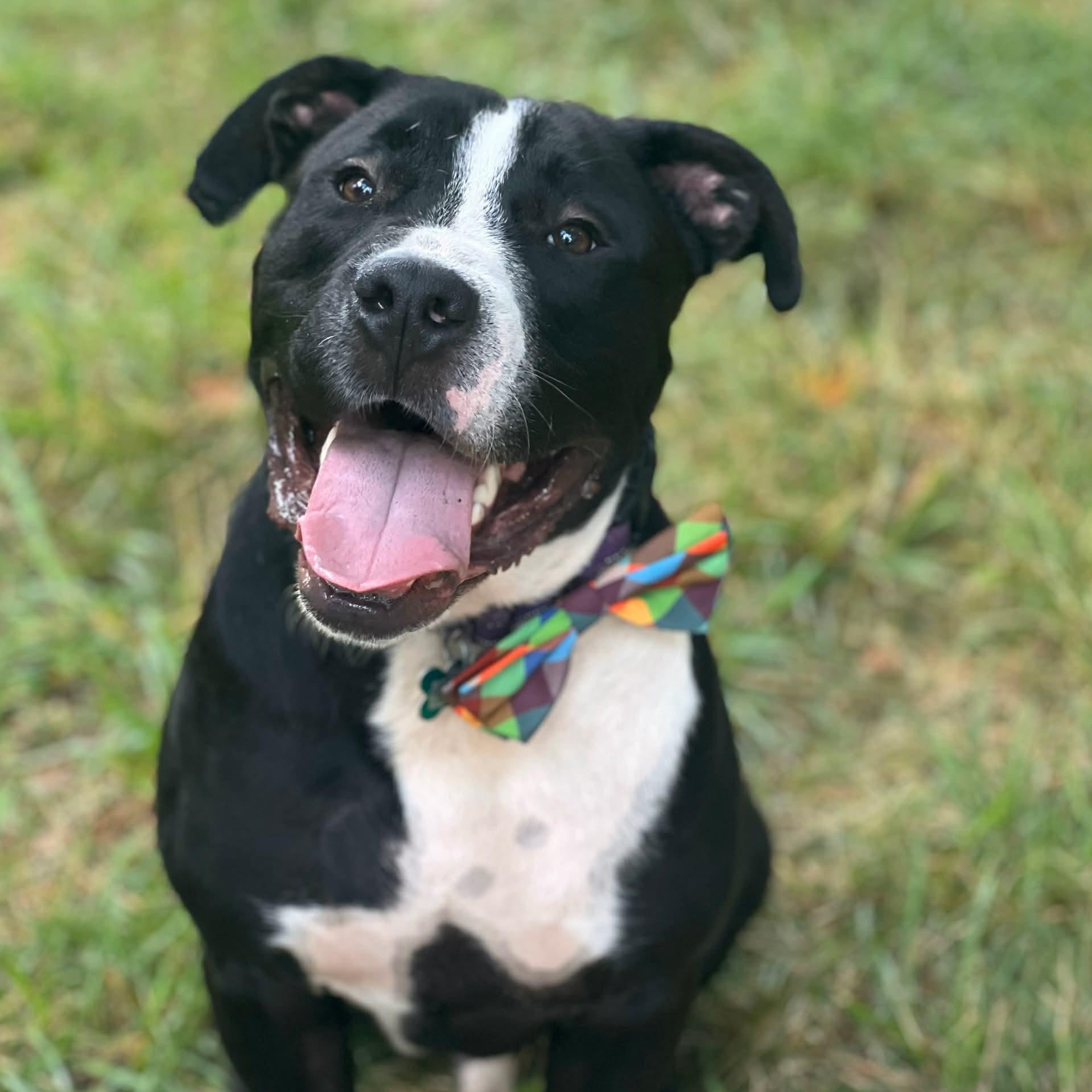 Enlarge Carter, a Adoptable American Staffordshire Terrier in Cranford, NJ image 1/6
