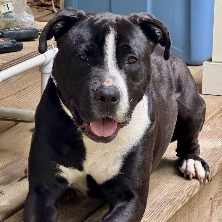 Enlarge Carter, a Adoptable American Staffordshire Terrier in Cranford, NJ image 3/6