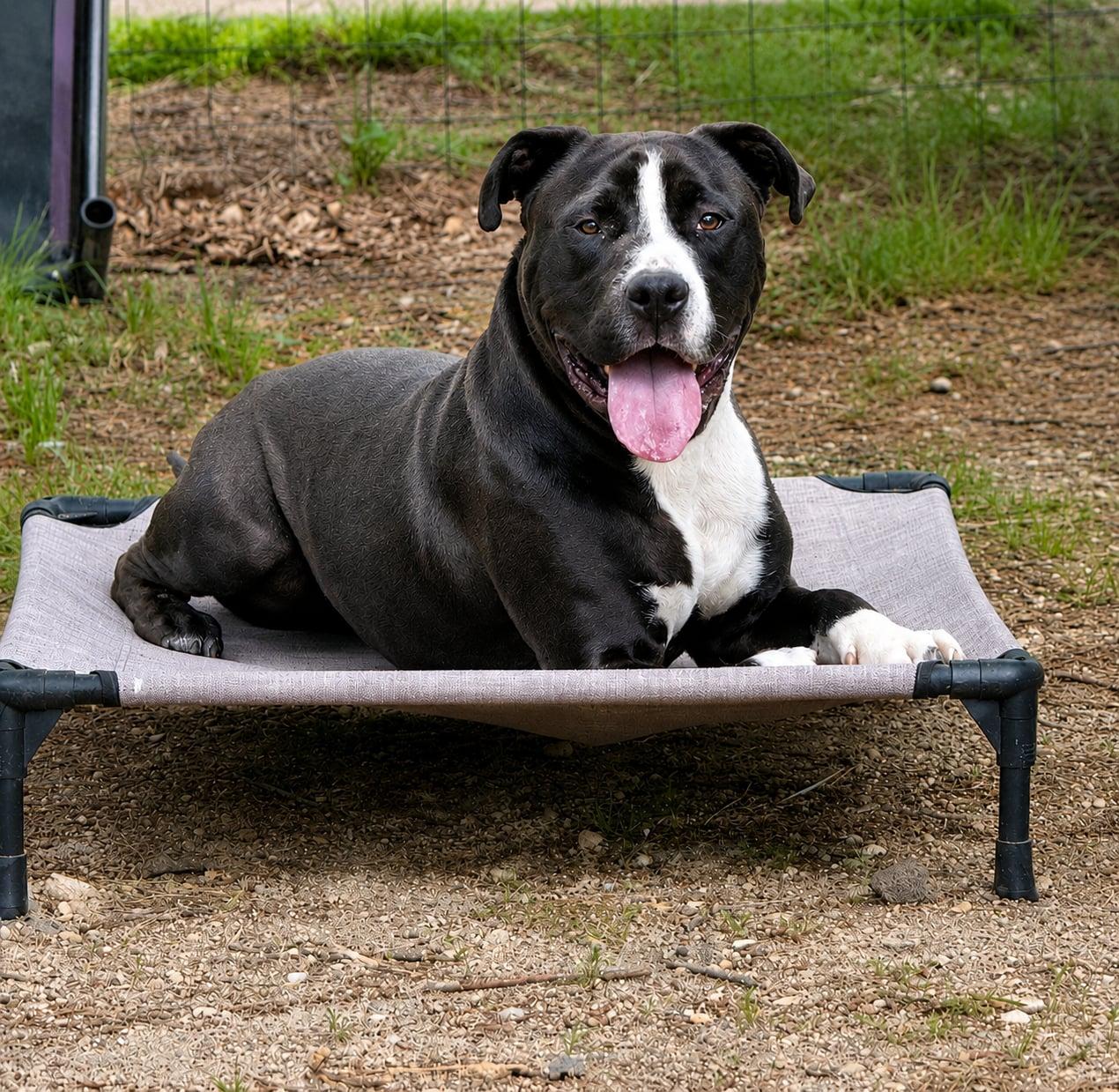 Carter, Adoptable, Young Male American Staffordshire Terrier.