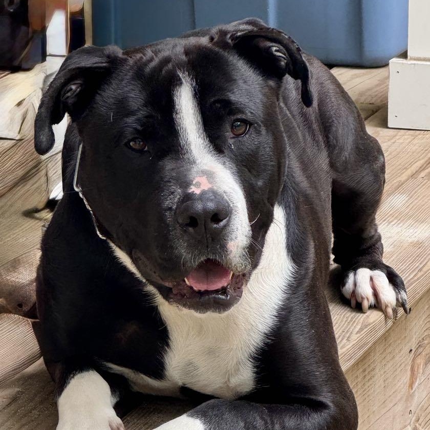 Enlarge Carter, a Adoptable American Staffordshire Terrier in Cranford, NJ image 5/6