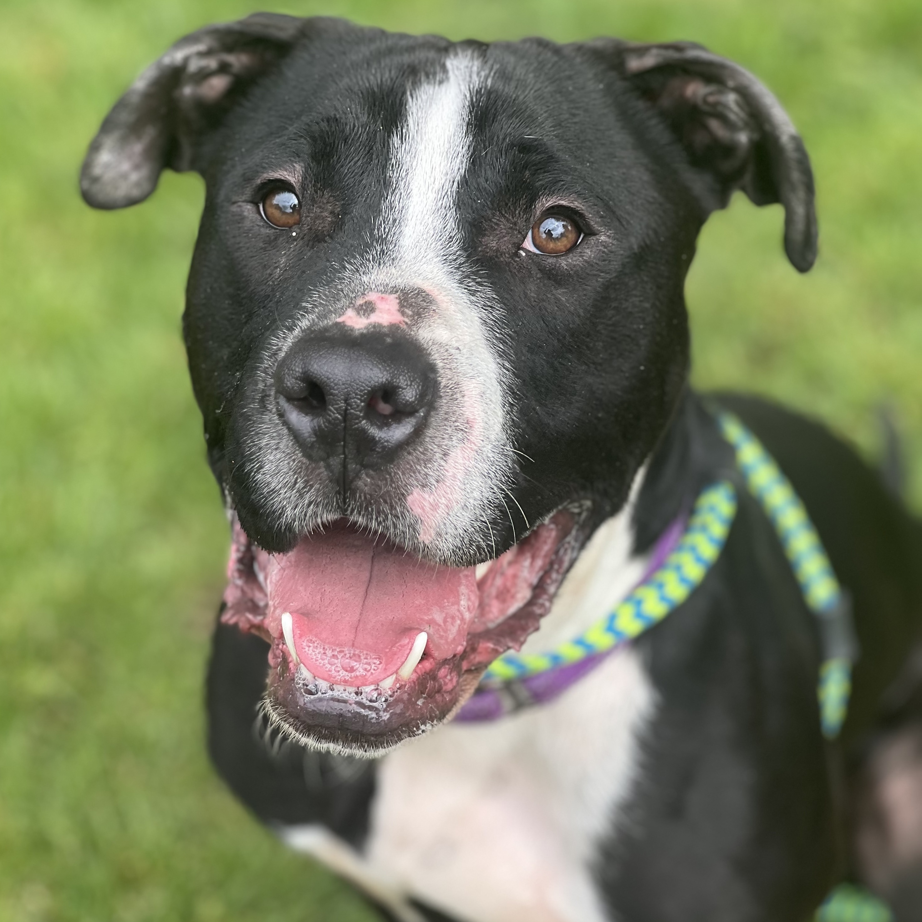 Carter, Young Male American Staffordshire Terrier