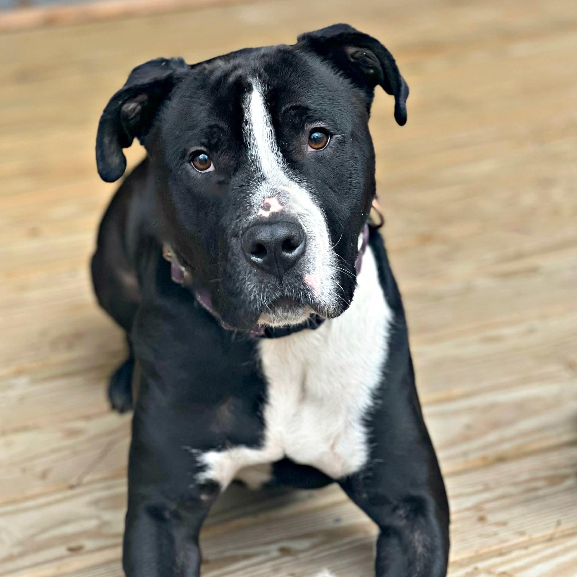 Enlarge Carter, a Adoptable American Staffordshire Terrier in Cranford, NJ image 2/6