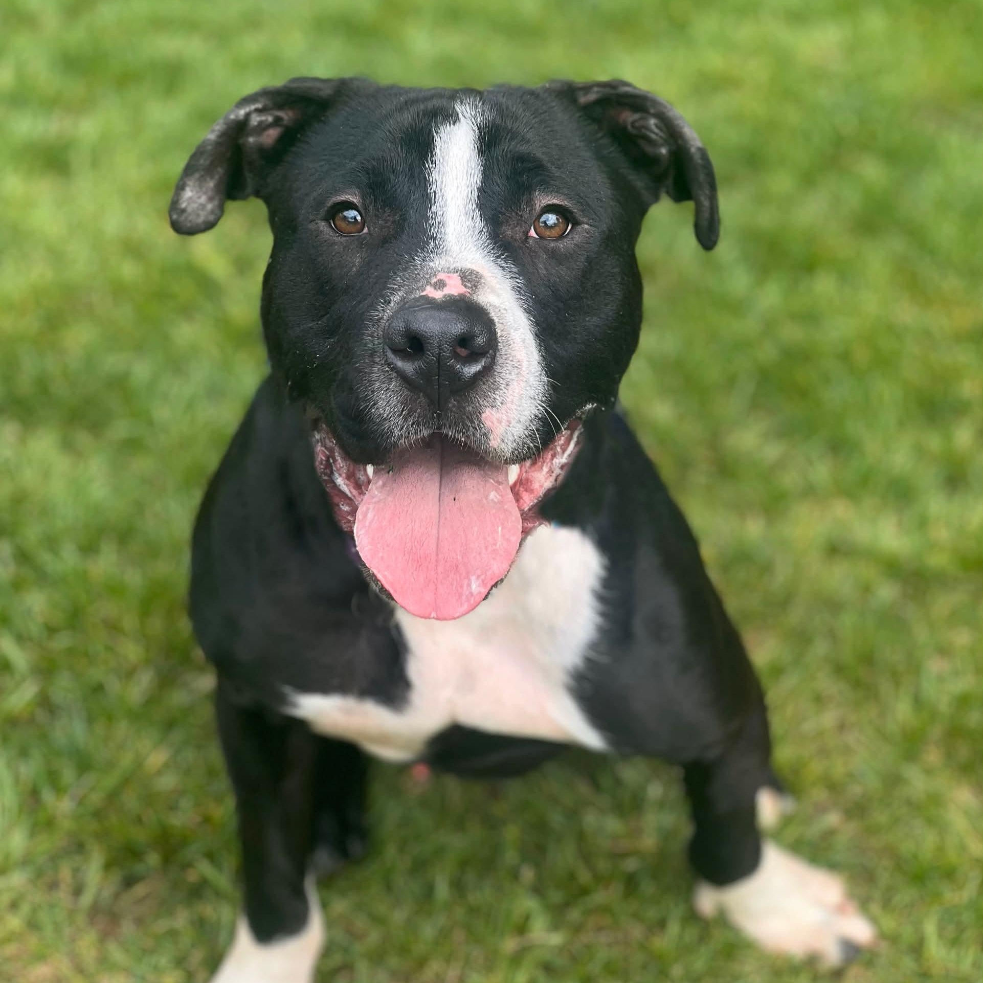 Enlarge Carter, a Adoptable American Staffordshire Terrier in Cranford, NJ image 4/6