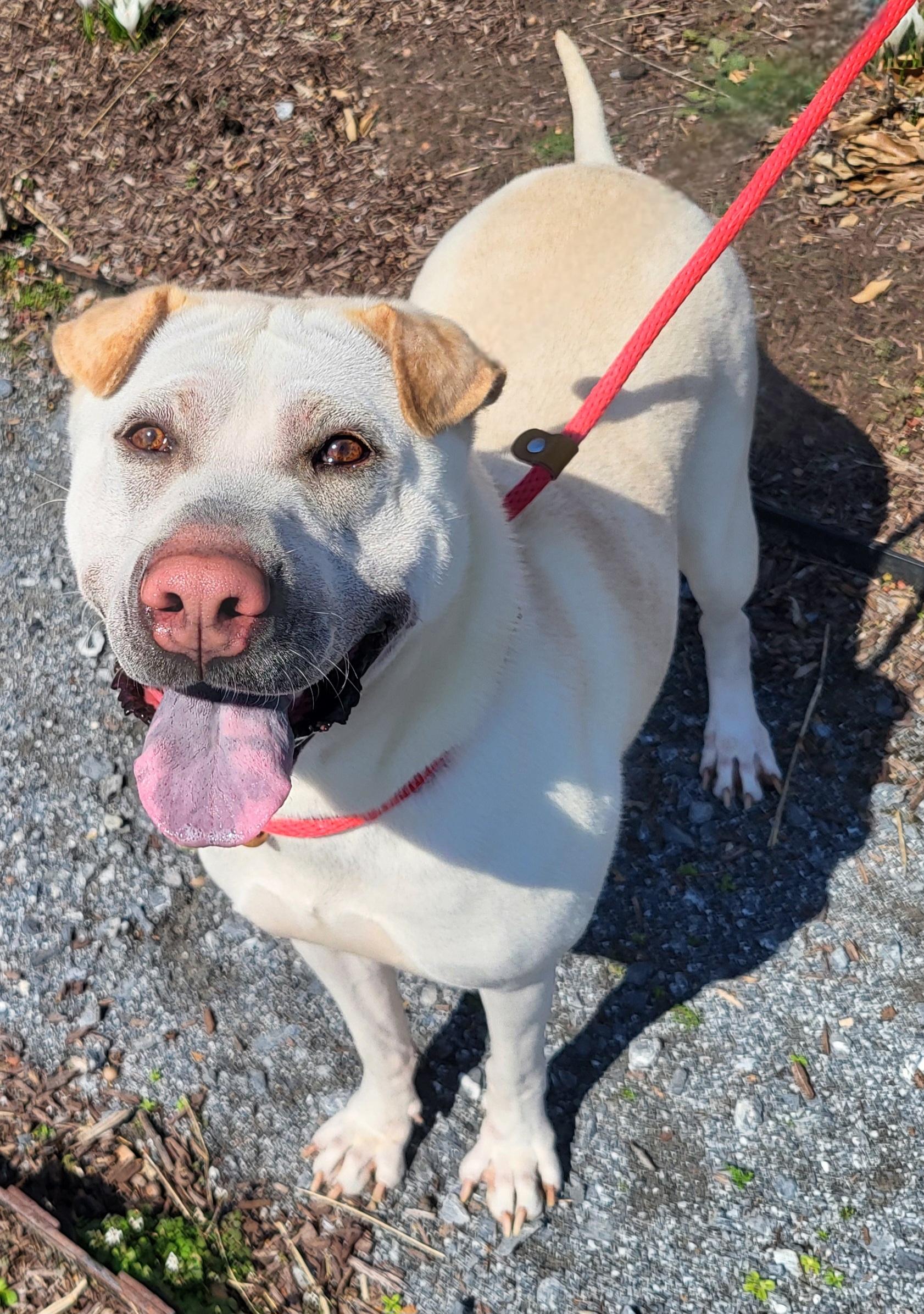 Enlarge Lola, a Adoptable Shar-Pei in Lancaster, PA image 3/4
