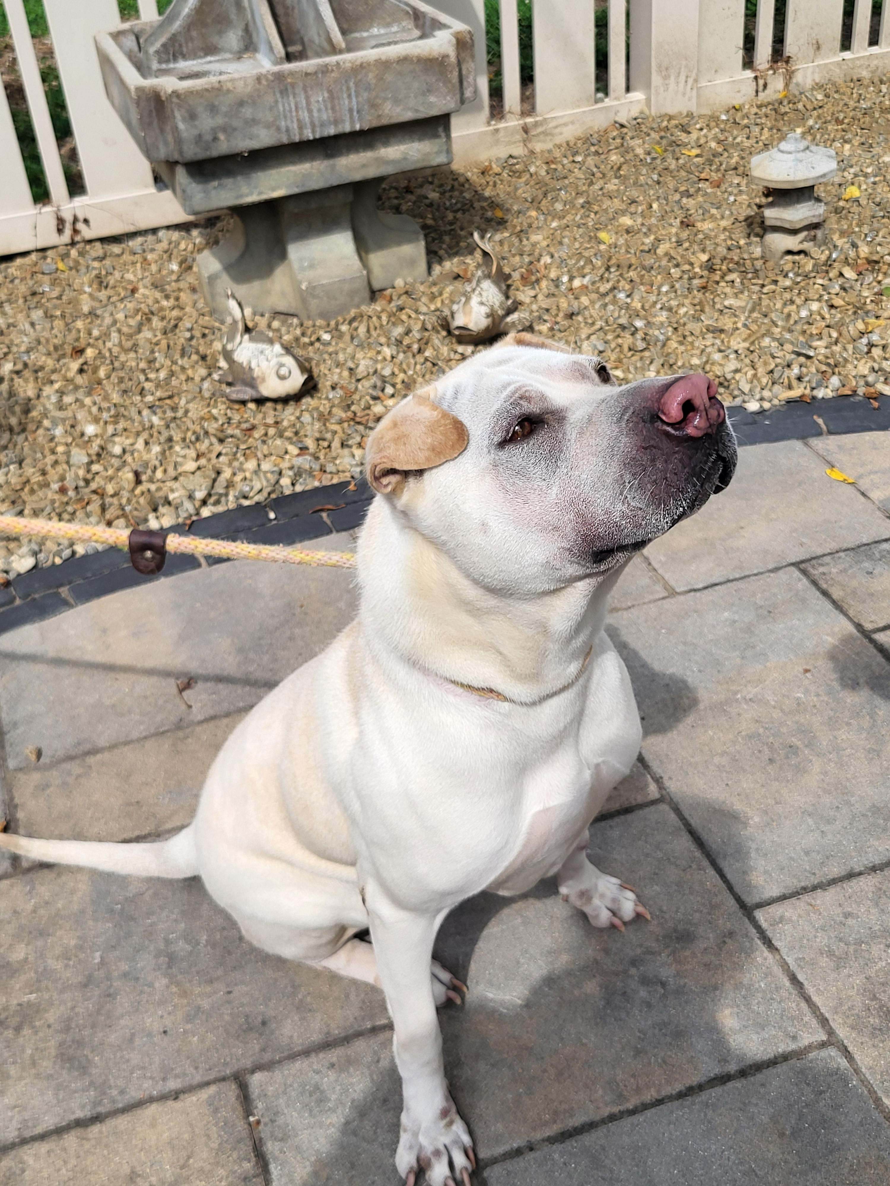 Enlarge Lola, a Adoptable Shar-Pei in Lancaster, PA image 2/4