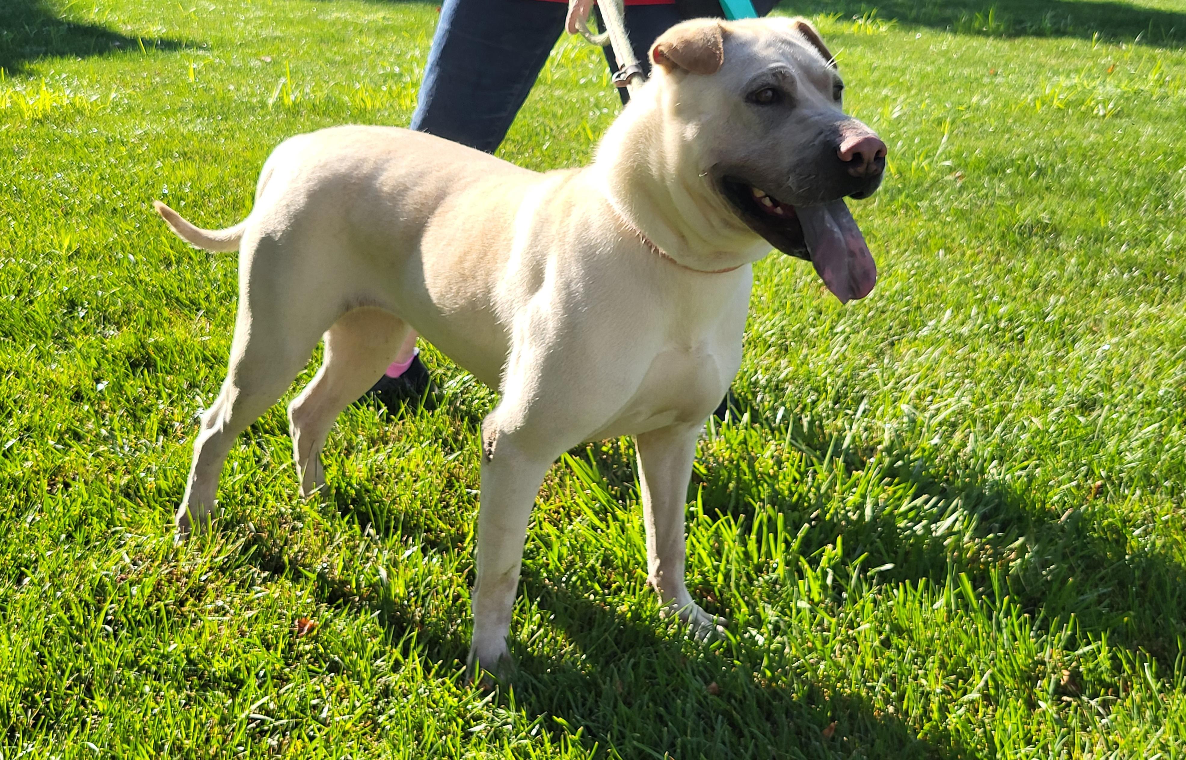 Enlarge Lola, a Adoptable Shar-Pei in Lancaster, PA image 1/2