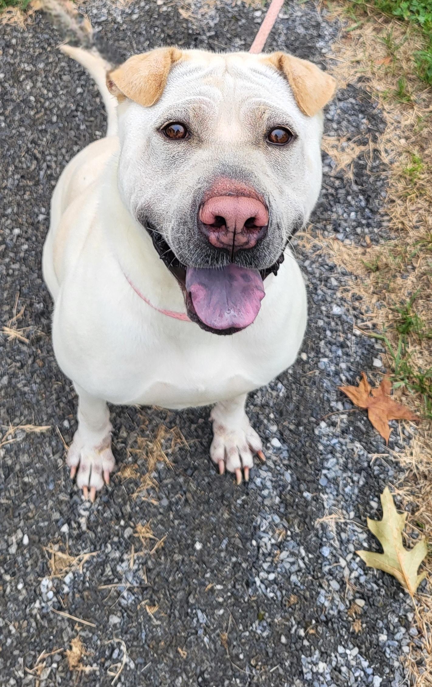 Lola, Adoptable, Young Female Shar-Pei.